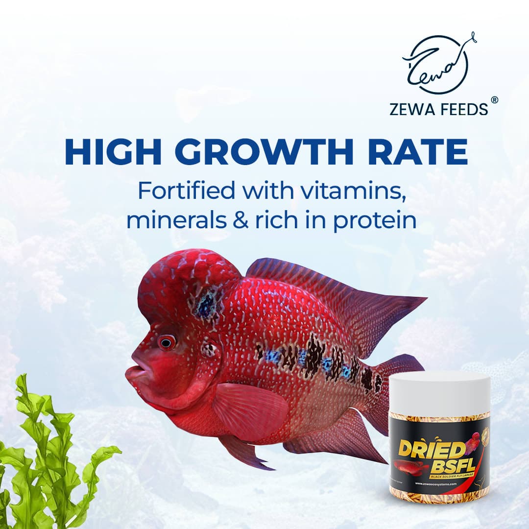 Zewa Feeds Dried BSF Larvae 2