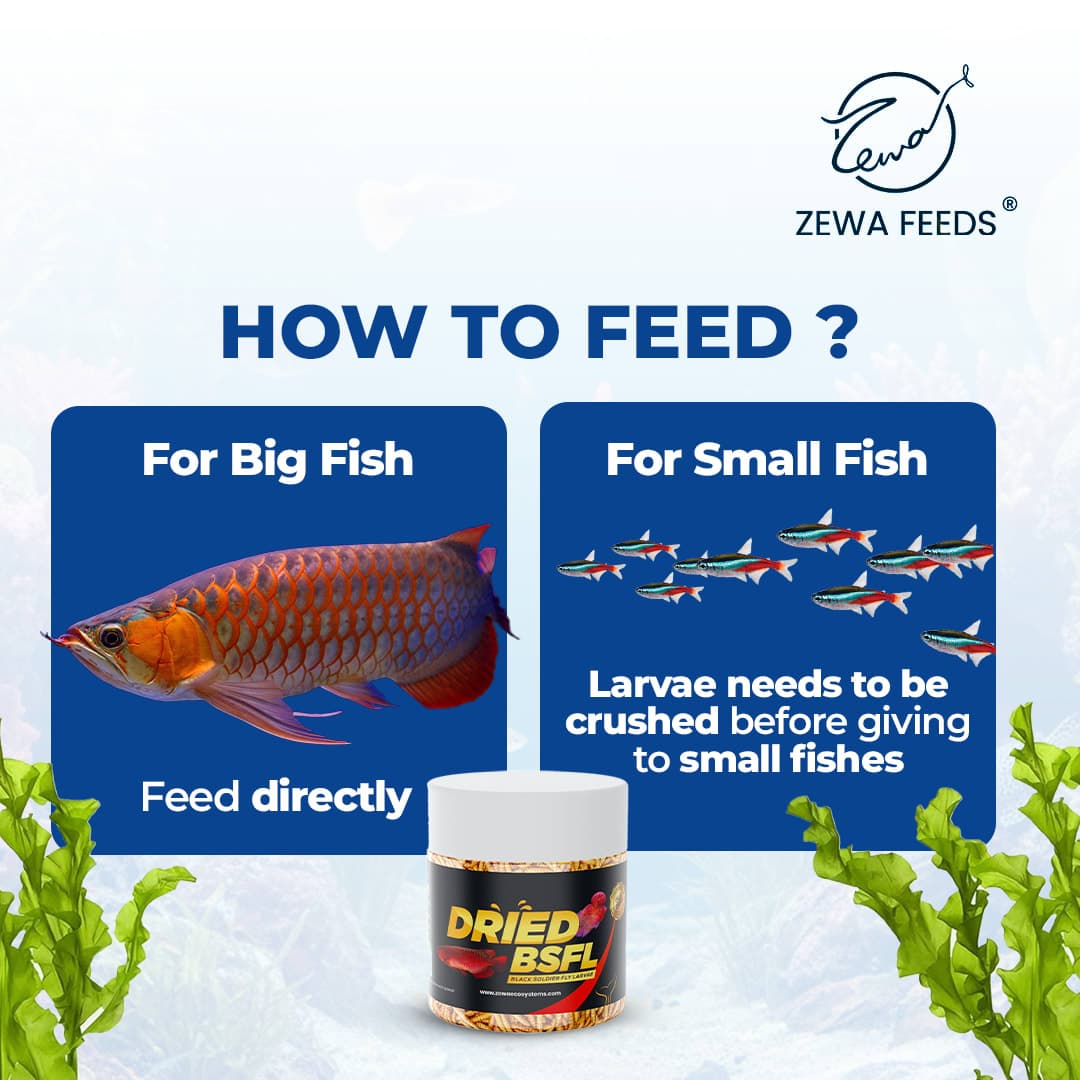 Zewa Feeds Dried BSF Larvae 4